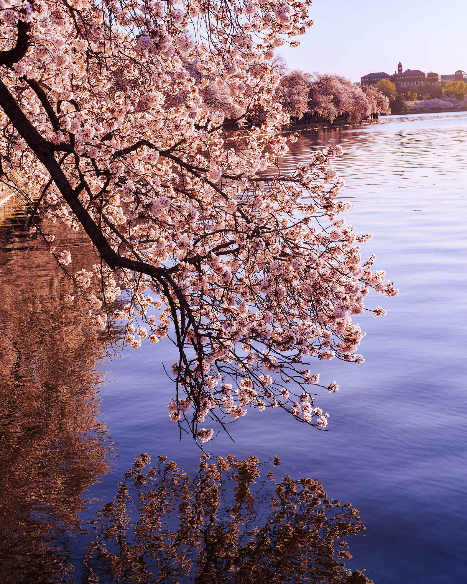 Peak Bloom